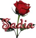 red rose sadia