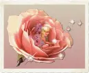 pinkrose