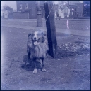 Collie dog (year 1900)