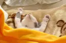 baww