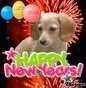 Happy New Years Dashund!