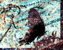 Brown Butterfly