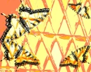 Pink Lemon Butterflies
