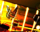 Guitar Tab Butterflies