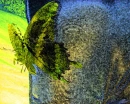 Blue Fade Lime Butterfly