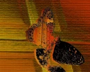 Dance of the Butterfly