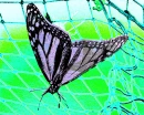 Violet Net Trapped Butterfly