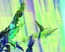 Melancholy Spirted Butterfly