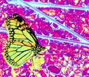 Ultra Neon Landing Butterfly