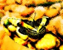 Tangerine Dream Butterfly