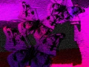 Blood Purple Butterflies