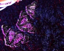 Navy Purple Carpet Butterflies