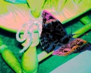 Chair Bow Butterfly