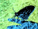 Blues for You Landing Butterfly