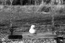 Swinging Duck