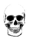 skull