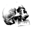 skull
