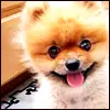 cute pompom