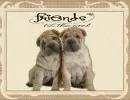 FRIENDS