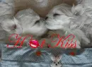 hot kiss