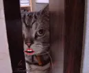 cat kiss