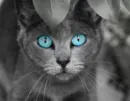 cat blue eyes