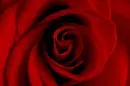 red rose