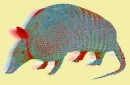 Techno Armadillo