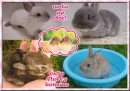 Bunnie Postcard