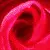 animated pink
