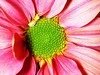 pink flower
