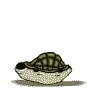 Scary Turtle