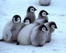 Penguins