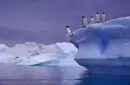 Penguins