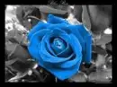 blue rose
