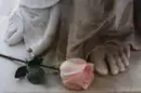 vintage pink rose