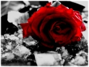 red rose