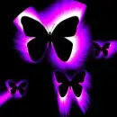 purple butterflies