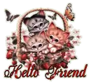 Hello~Cats