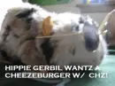hippie gerbil