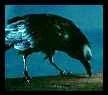 Crow's knocking the coffin