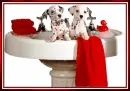 Dalmations In Sink