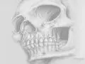 skull
