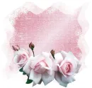 Pink Rose