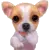CUTE PUPPY