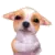 CUTE PUPPY