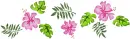 Hibiscus border