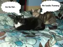 Funny Cats