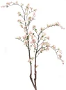 cherry tree