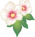 dogwood
